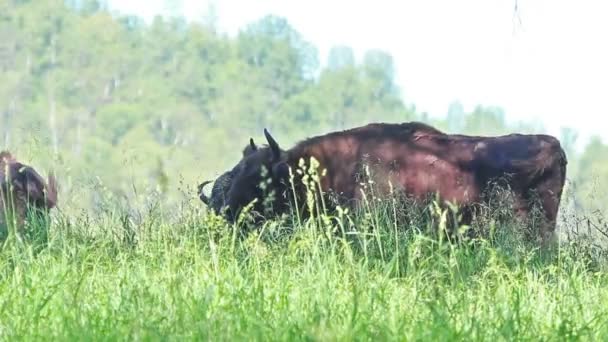 Rinderherde Weidet Auf Grüner Wiese — Stockvideo