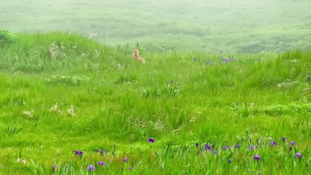 緑の夏の牧草地に若いキツネ — ストック動画
