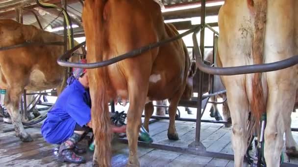 Altai Russland Juni 2017 Automatisierte Milchverarbeitung Melkkuh Auf Milchfabrik — Stockvideo