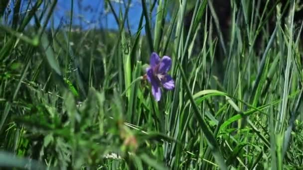 Close Footage Purple Flower Green Meadow — Stock Video