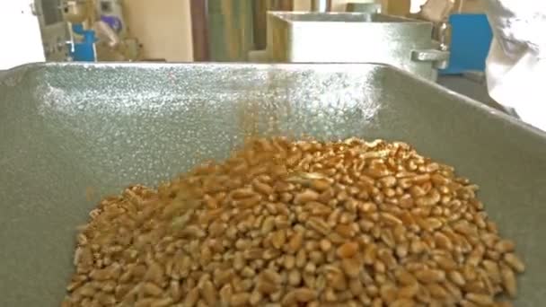 Семена Пшеницы Падают Мельницу Закрыть Вид — стоковое видео
