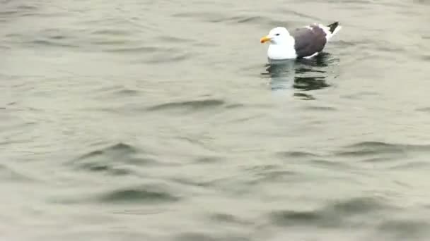海鸥在水面上飞翔 — 图库视频影像