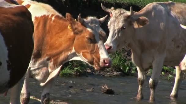 Herd Cows Grazing Green Meadow — Stock Video
