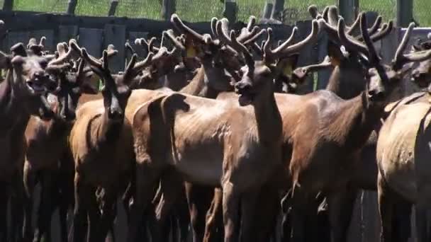 Hirsche Mit Geweih Auf Bauernhof — Stockvideo