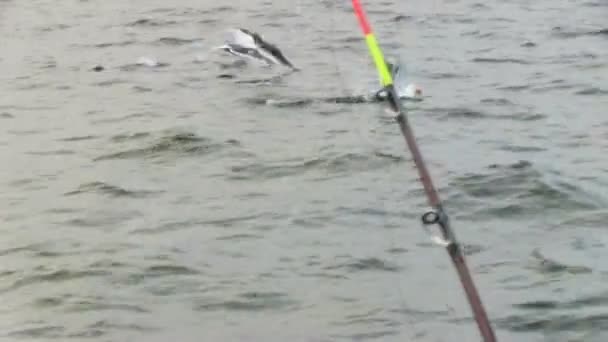 Gaviotas Volando Sobre Agua — Vídeos de Stock