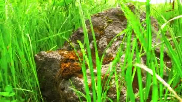 Large Stone Lies Grass Summer Meadow — Stock Video