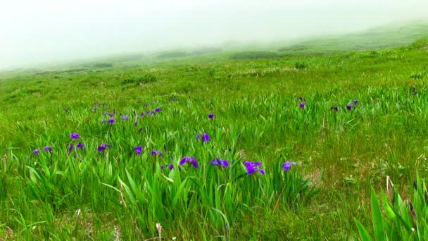 千島列島の山の牧草地の映像 — ストック動画