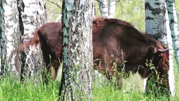 Big Wild European Bison Forest — Stock Video