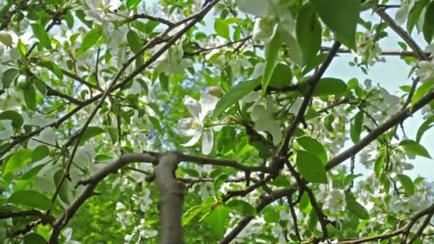 Close View Apple Tree Flowers — Stock Video