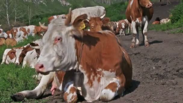 Troupeau Vaches Broutant Sur Prairie Verte — Video