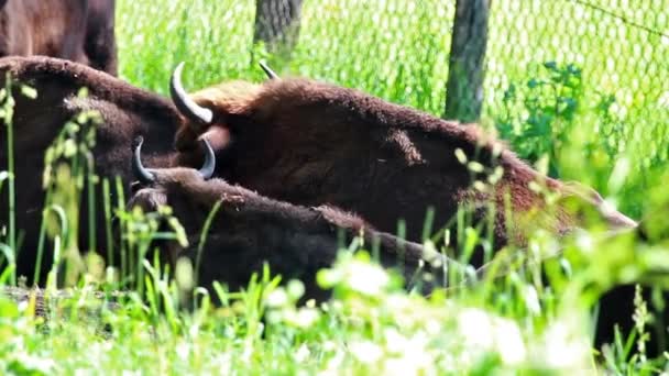 Troupeau Vaches Broutant Sur Prairie Verte — Video