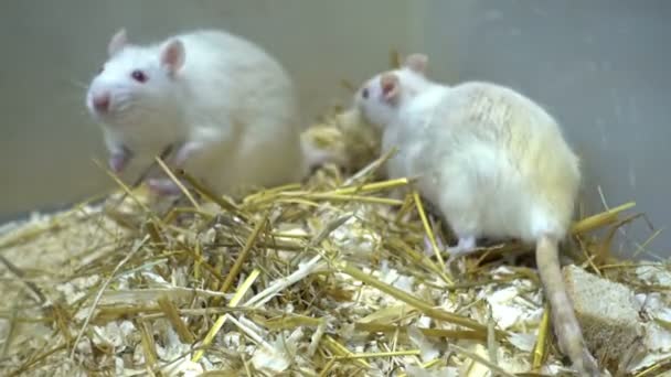 Лабораторная Мышь Клетке — стоковое видео