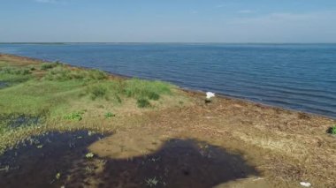 leylek ile yeşil deniz kıyısı havadan görüntüleri