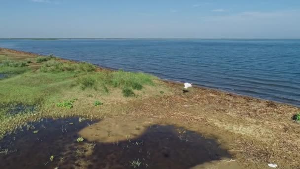 Leylek Ile Yeşil Deniz Kıyısı Havadan Görüntüleri — Stok video