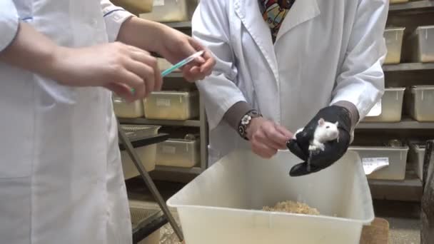 Kobiety Laboratorium Gospodarstwa Szczur — Wideo stockowe