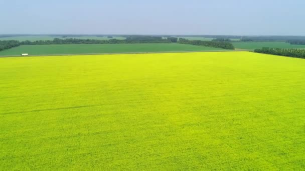 Luchtfoto Beelden Van Landbouwgebied Van Zomer — Stockvideo