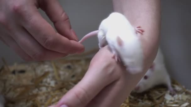 Händer Handskar Håller Råttan Från Bur — Stockvideo