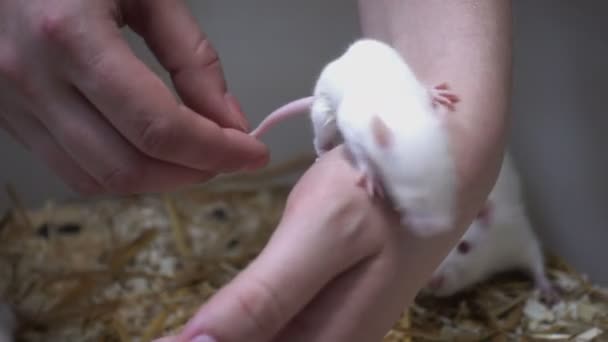 Manos Guantes Sujetando Ratas Jaula — Vídeos de Stock