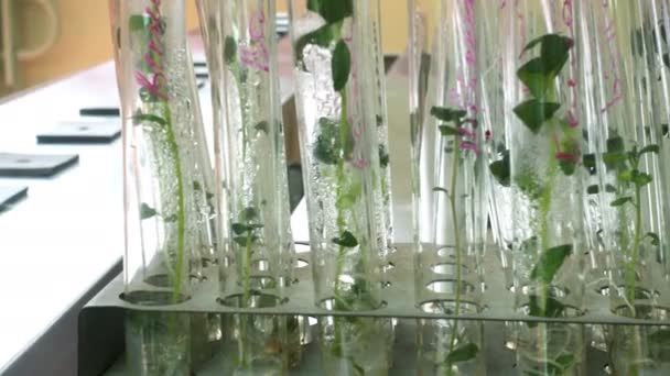 Planten Flessen Laboratorium — Stockvideo