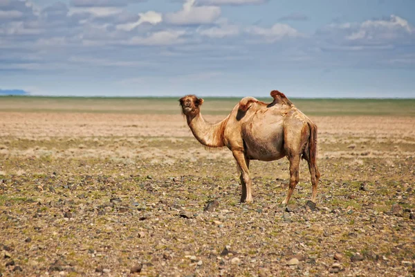 Одинокий Верблюд Пустыне Гоби Солнечный День Монголия — стоковое фото