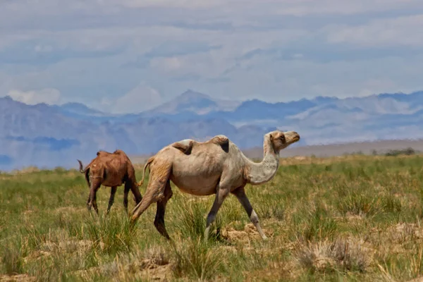 Kamele Weiden Der Wüste Gobi Mongolei — Stockfoto