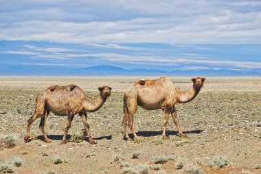 Camel in the gobi desert. Mongolia