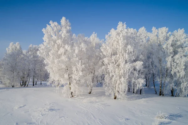 霧氷で覆われて雪の白の白樺の森 — ストック写真