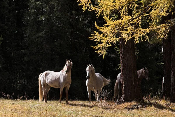 Cavalos Brancos Descansando Prado Verde Antes Floresta Escura — Fotografia de Stock