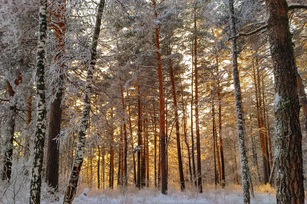 Paysage Hiver Dans Lumière Chaude Soleil Couchant Forêt Sapins Recouverte — Photo