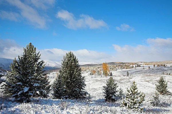 Paysage Montagne Altaï Première Neige Automne Pins Enneigés — Photo