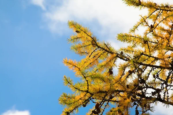 Cabang Kuning Pohon Larch Hutan Musim Gugur Yang Cerah — Stok Foto