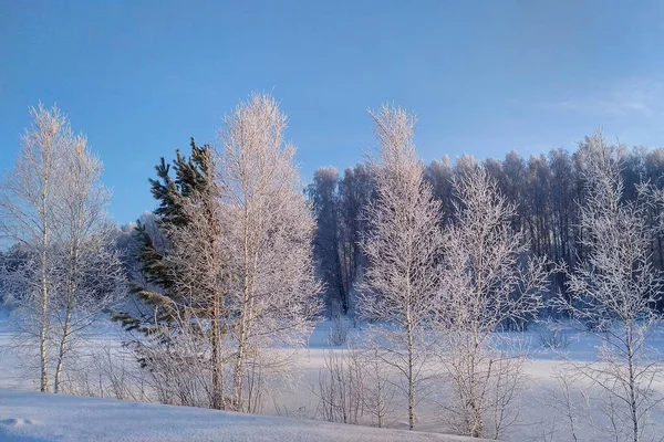 Floresta Branca Bétula Neve Coberta Com Geada — Fotografia de Stock