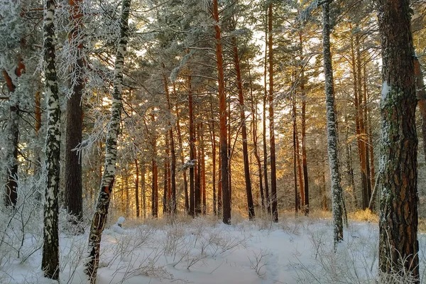 在落日温暖的灯光下的冬日景观 被雪覆盖的冷杉林林 灿烂的阳光 — 图库照片