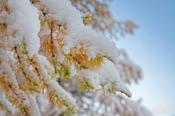 Paesaggio Montagna Altai Prima Neve Autunno Larici Gialli Ricoperti Neve — Foto Stock