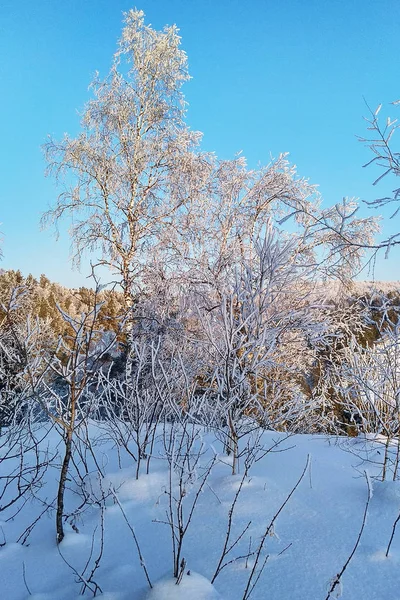 霧氷で覆われて雪の白の白樺の森 — ストック写真