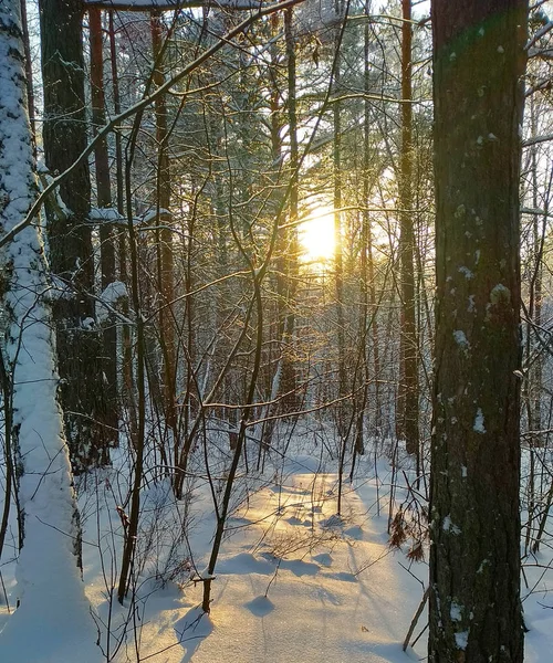 もみの木森林覆われた雪 明るい日差しの中で 夕日の暖かな光の冬の風景 — ストック写真