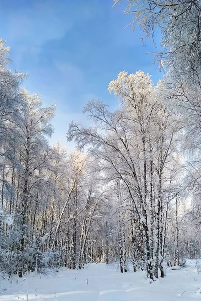 Сніг Білий Ліс Берези Покриті Іній Стокове Зображення
