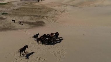 kumların üzerinden çalışan atların havadan görünümü  