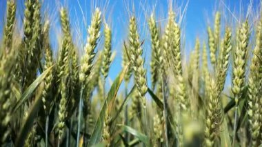 Buğday görünümü alanına kadar kapatın