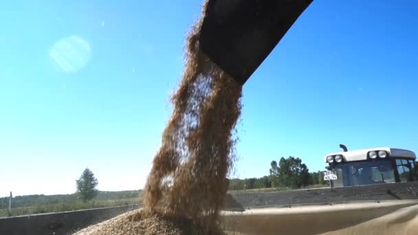 Vue Champ Agricole Versement Des Céréales — Video