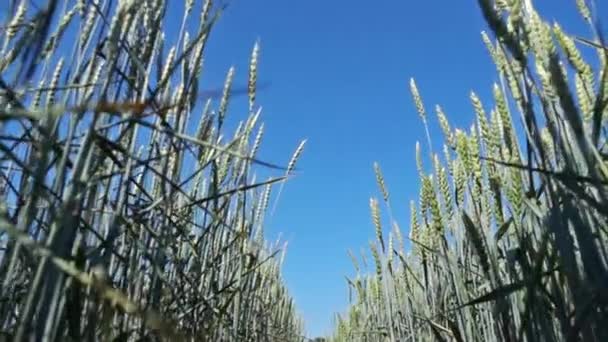 vue rapprochée du blé sur le champ 