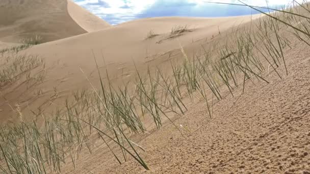 Gros Plan Herbe Sur Sable — Video