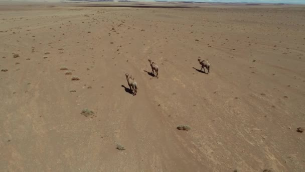 Vista Aerea Dei Cavalli Che Corrono Sulla Sabbia — Video Stock