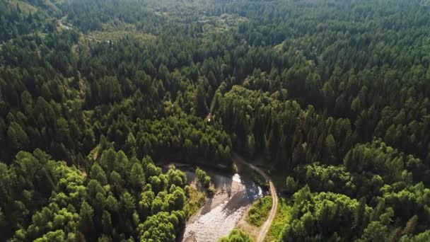 Légi Felvétel Napközben Erdő — Stock videók