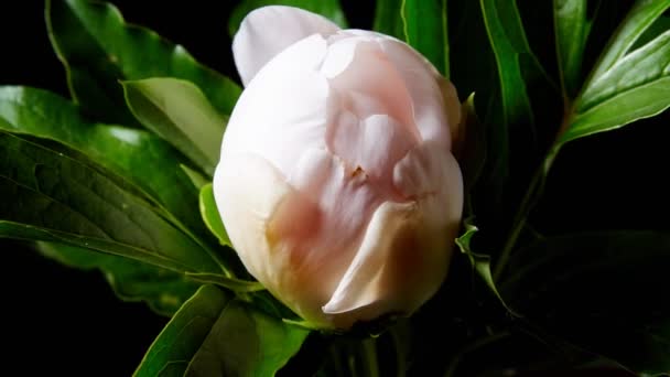 Timelapse Της Άνθηση Ροζ Λουλούδι — Αρχείο Βίντεο