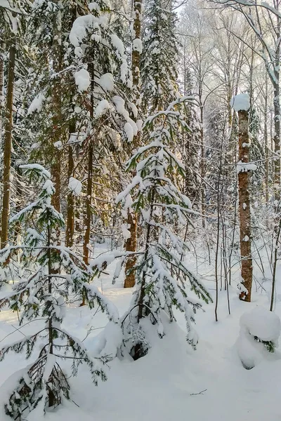 Winter Landschap Warme Licht Van Ondergaande Zon Fir Tree Forest — Stockfoto