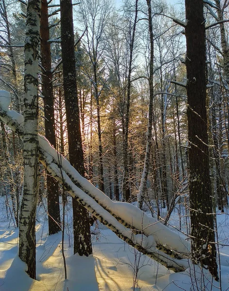 Paysage Hivernal Dans Lumière Chaude Coucher Soleil Forêt Sapins Recouverte — Photo