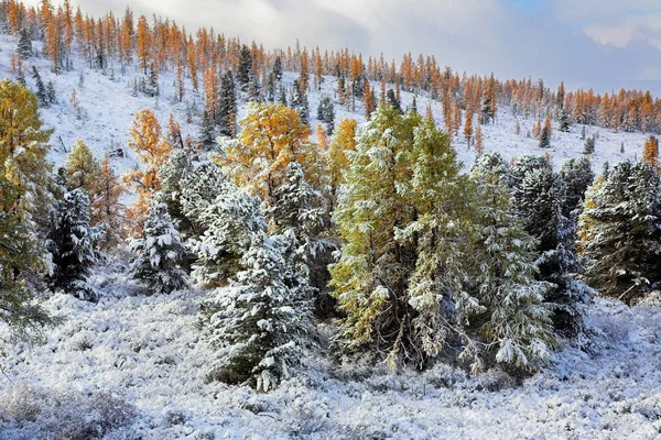 阿尔泰山的风景 秋天的第一场雪 被黄落叶松树覆盖的雪 — 图库照片