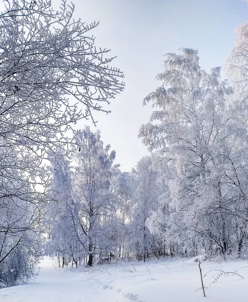 霜で覆われた雪白い白樺の森 — ストック写真