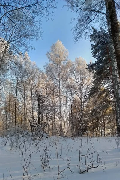 Kar Beyaz Huş Ağacı Orman Hoarfrost Ile Kaplı — Stok fotoğraf